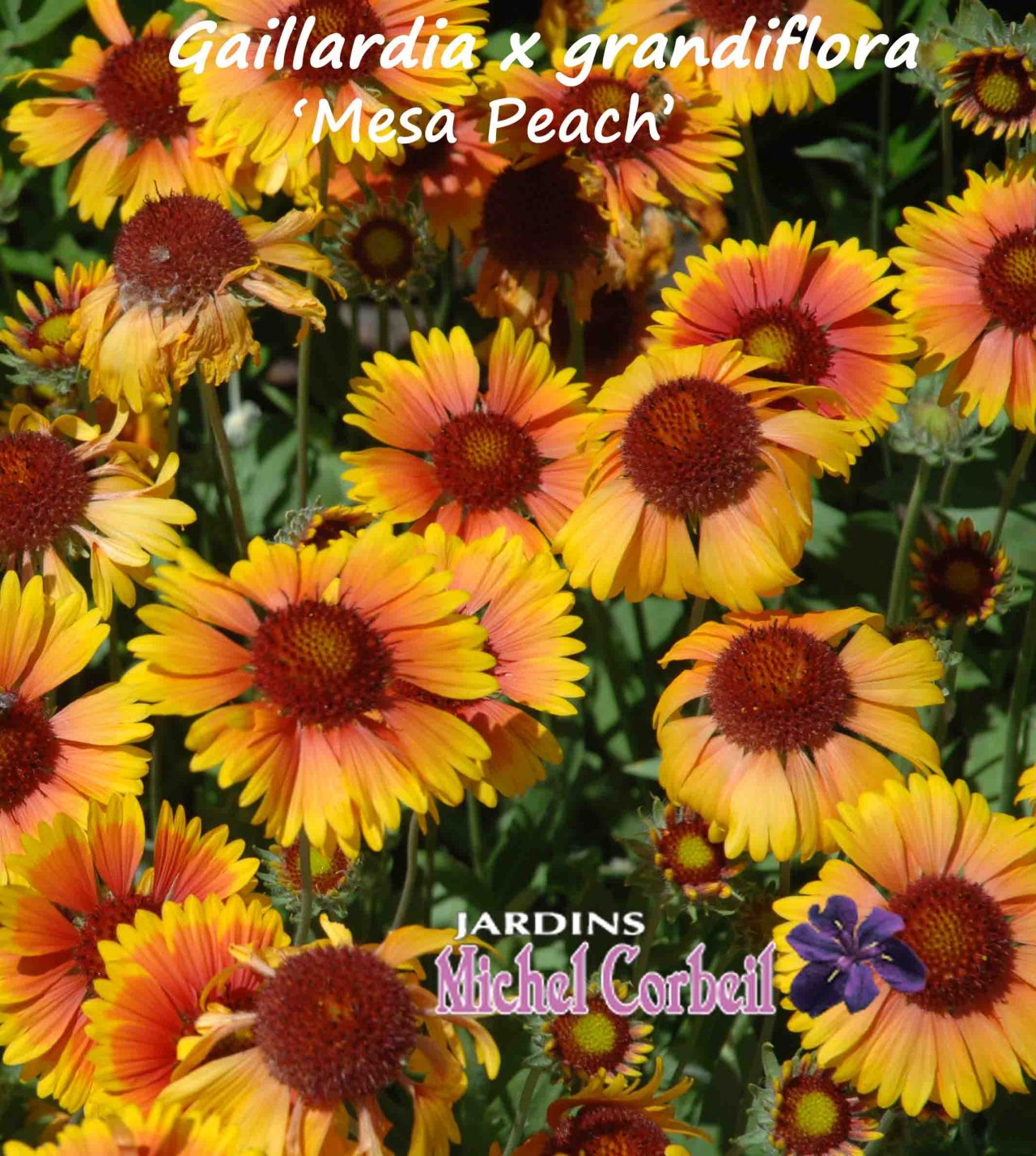 GAILLARDIA x grandiflora ‘Mesa Peach’ Gaillarde Blanket Flower Jardins Michel Corbeil