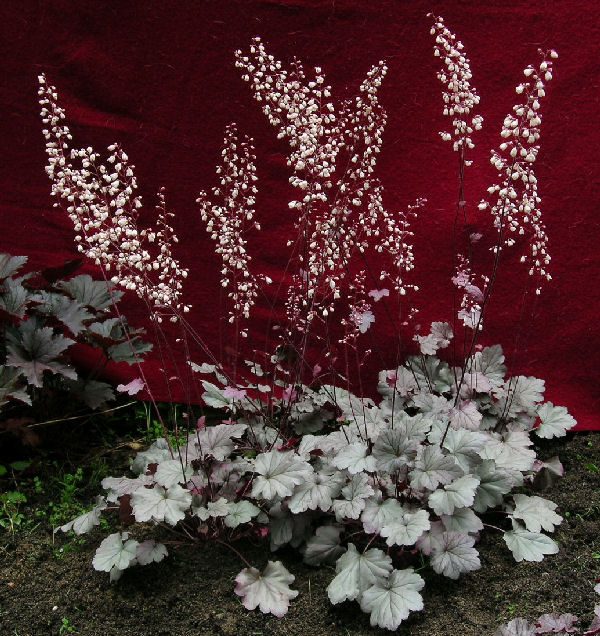HEUCHERA ‘Stainless Steel’Heuchère Coral Bells Jardins Michel Corbeil