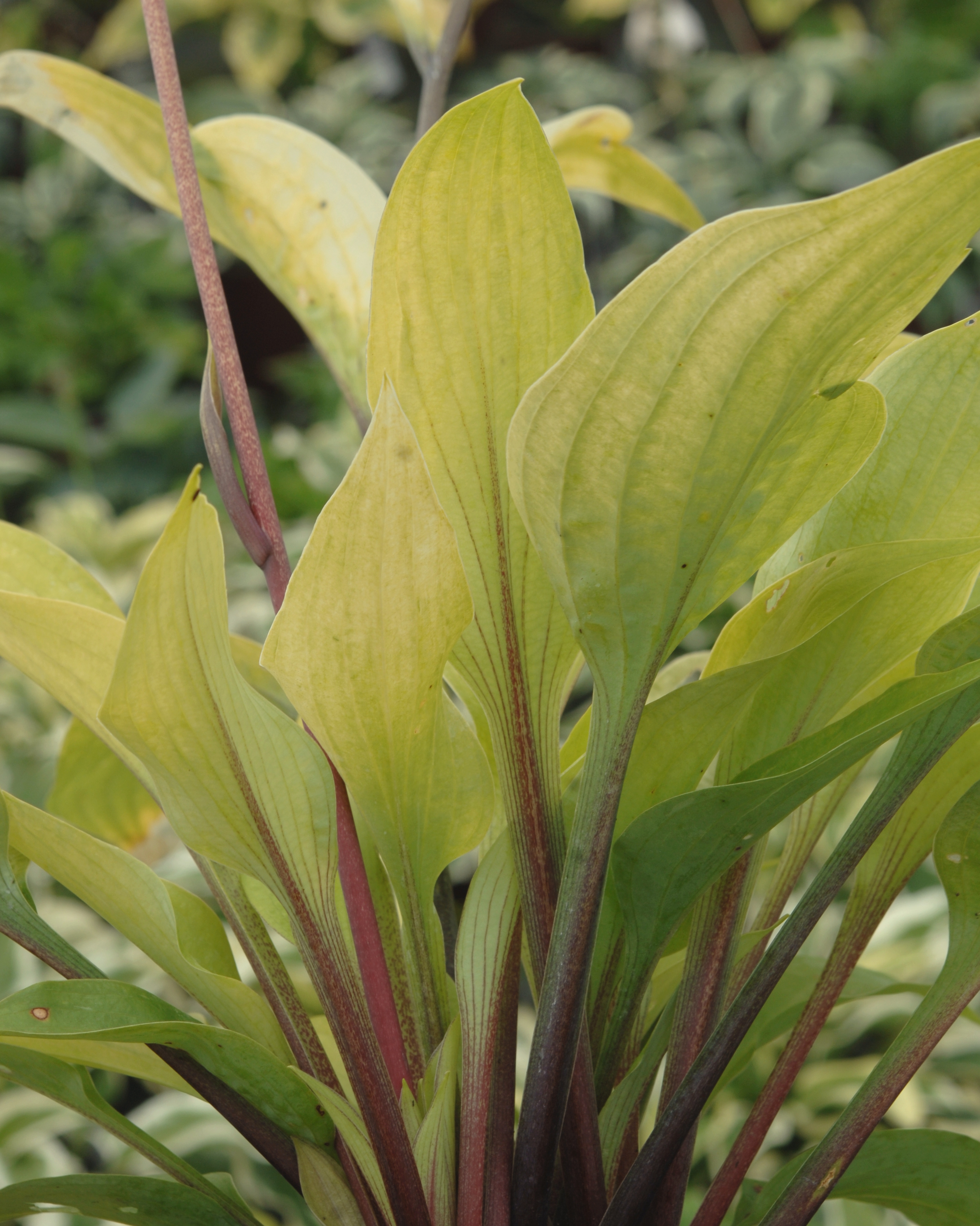 HOSTA ‘Designer Genes’ Jardins Michel Corbeil