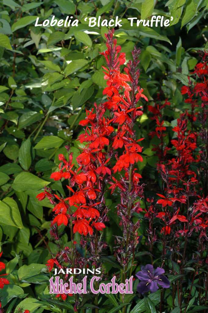 LobeliaBlackTruffle1 Jardins Michel Corbeil