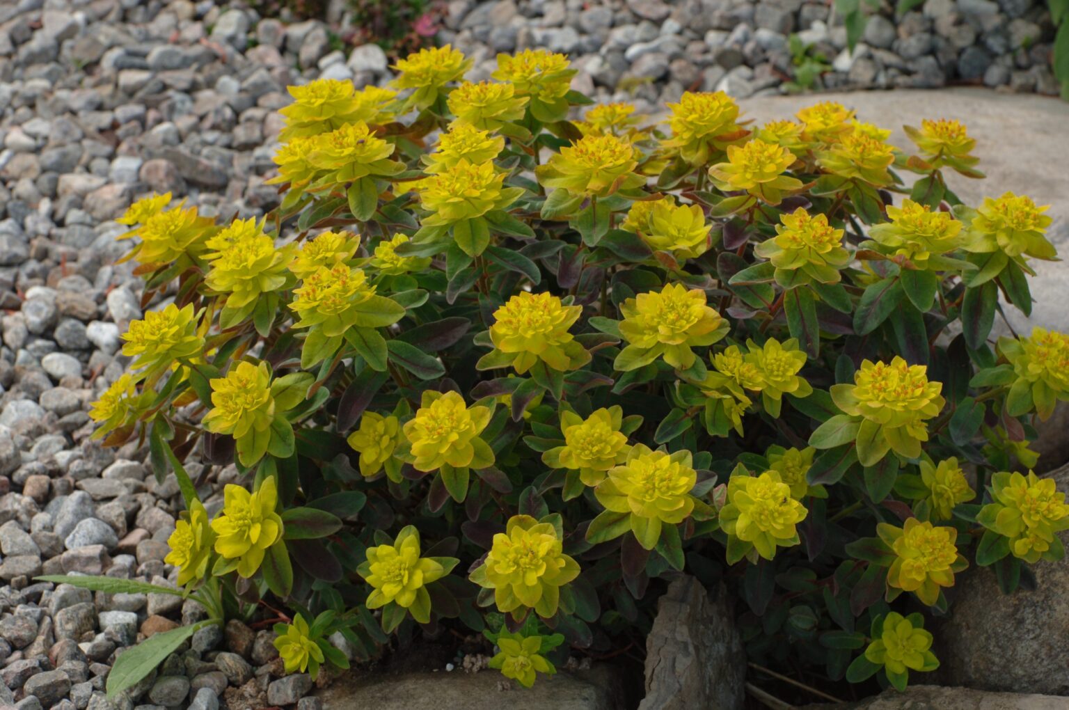 Euphorbia Polychroma Bonfire Euphorbe Polychrome Cushion Spurge