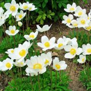 anemone-silvestris