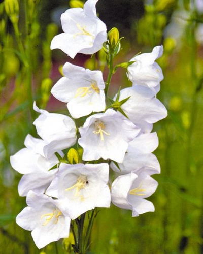 campanula-grandiflora-alba-persicifolia