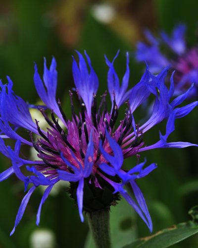 centaurea-montana-bleuet-de-montagne