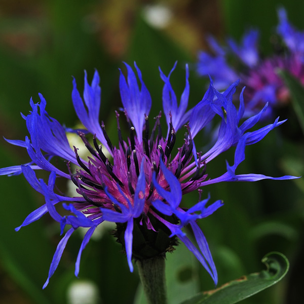 centaurea-montana-bleuet-de-montagne
