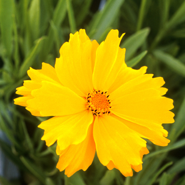 coreopsis-flying-saucers