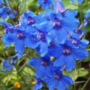 delphinium-blue-butterfly