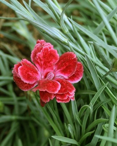 dianthus-rosish-one