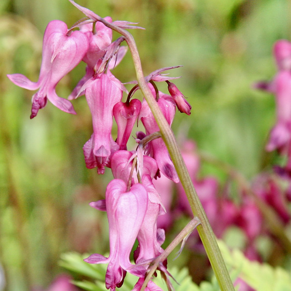 dicentra-luxuriant