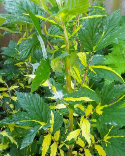 filipendula-ulmaria-variegata-jardin-michel-corbeil