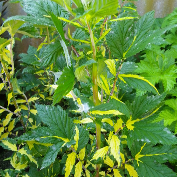 filipendula-ulmaria-variegata-jardin-michel-corbeil