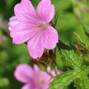 geranium-wargrave-pink-endressii