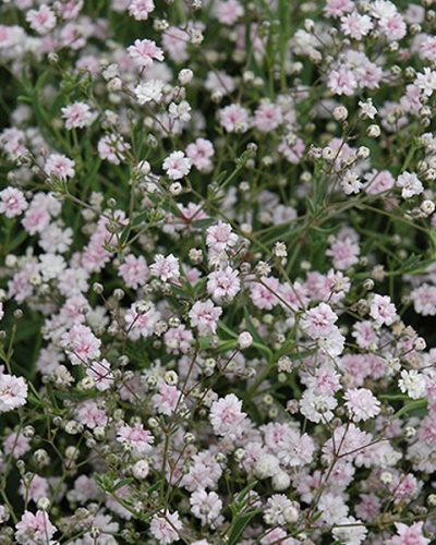 Fleurs Coupees Archives Page 17 Sur 38 Jardins Michel Corbeil