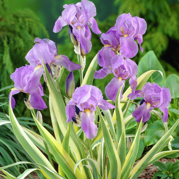 iris-aurea-variegata-pallida
