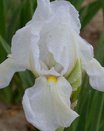 iris-germanica-blanc