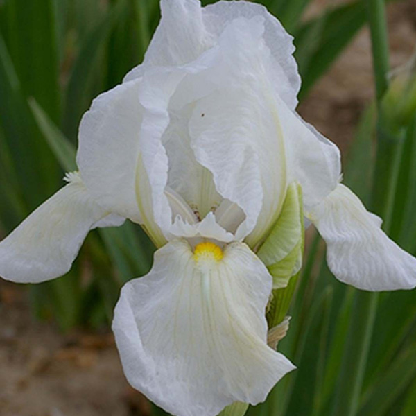 iris-germanica-blanc