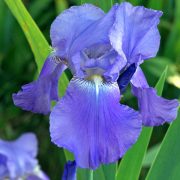 iris-germanica-bleu