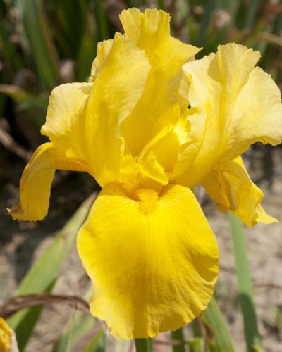 iris-germanica-jaune