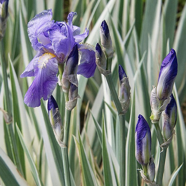 iris-pallida-argentea-variegata