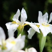 iris-rimouski-sibirica