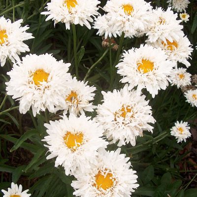LEUCANTHEMUM ‘Crazy Daisy’ (max.) – Marguerite – Shasta Daisy - Jardins ...