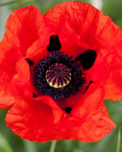 papaver-beauty-of-livermere