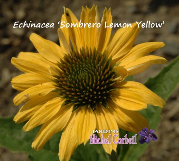 Echinacea ‘Sombrero Lemon Yellow’ – Echinacée – Conflower