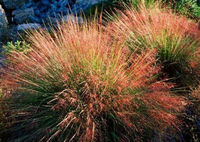 MUHLENBERGIA Reverchonii - Ruby Muhly, Seep Muhly - Jardins Michel Corbeil