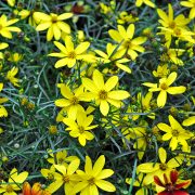 coreopsis-Mayo-Clinic-Flower-of-Hope