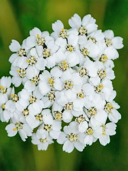 Achillea millefolium 'White Beauty' - Vente Achillée millefeuille blanche