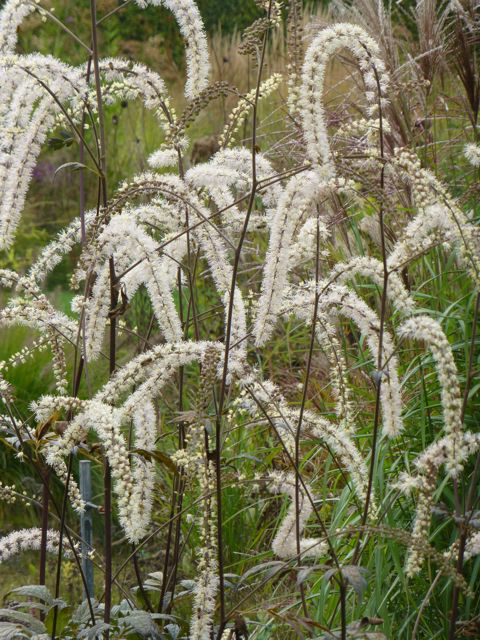 ACTAEA -CIMICIFUGA ‘Queen of Sheba’ - Cierge d’argent – Bugbane