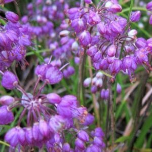 Allium giganteum - Ail d'ornement - Jardins Michel Corbeil