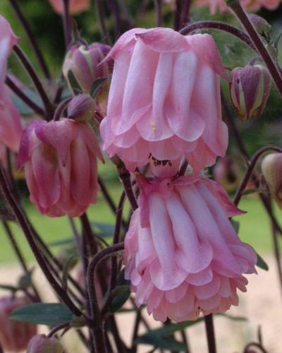 aquilegia vulgaris dorothy rose