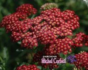 ACHILLEA ‘Paprika’ (millefolium) – Achillée – Common Yarrow