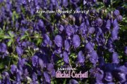 Aconitum x hybrida ‘Spark’s Variety’ – Casque-de-Jupiter – Monkshood