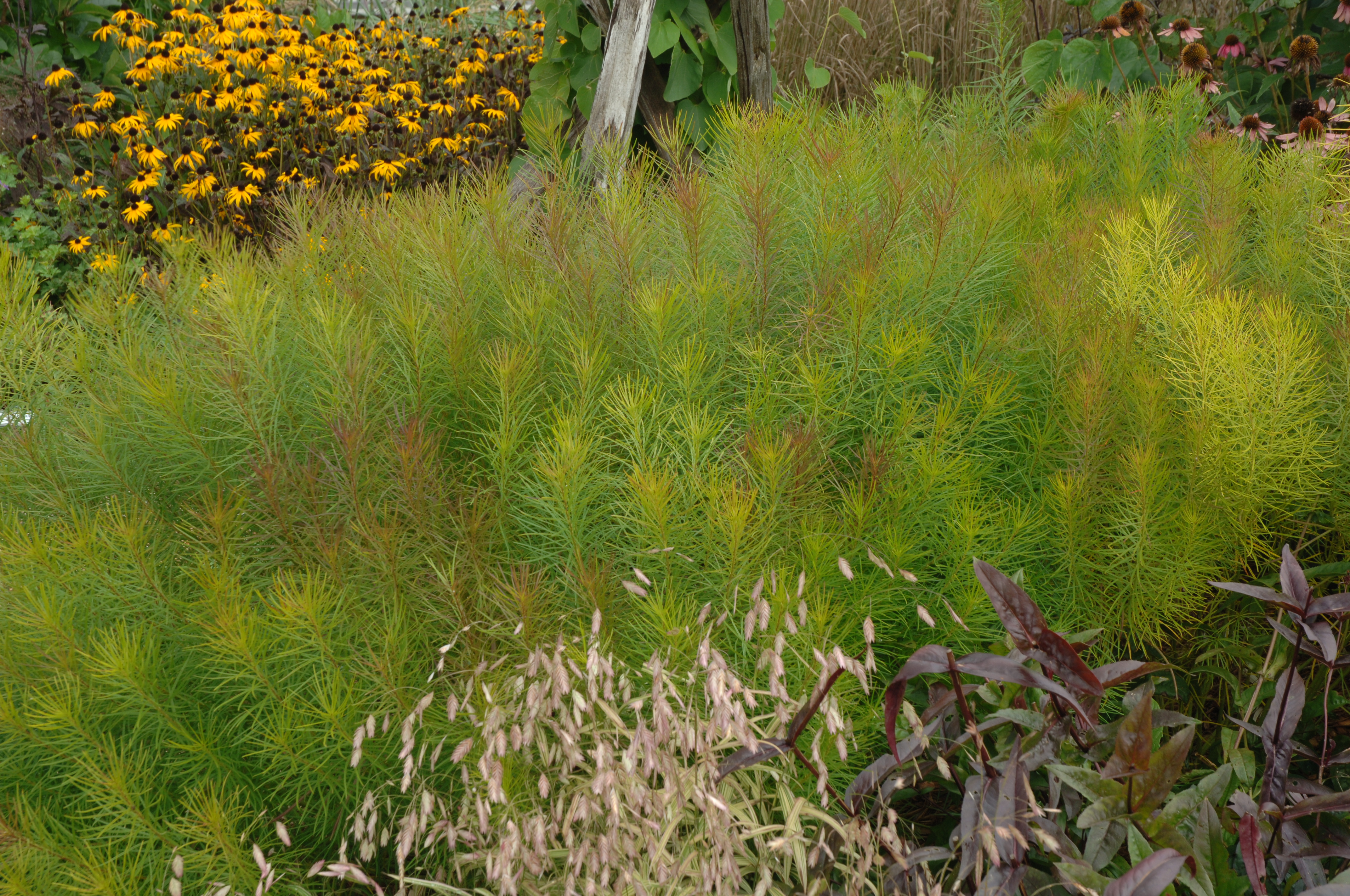 Amsonia hubrichtii - Amsonie d'Arkansas - Arkansas Blue ...