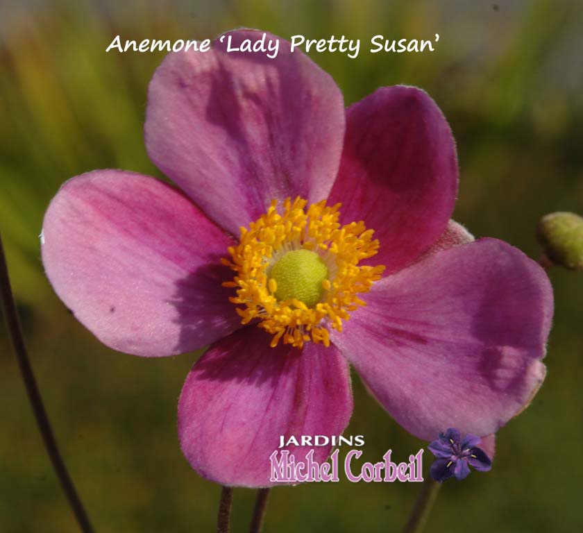 Anemone japonica 'Pretty Lady Susan' – Anémone d'automne – Japanese Anemone  - Jardins Michel Corbeil