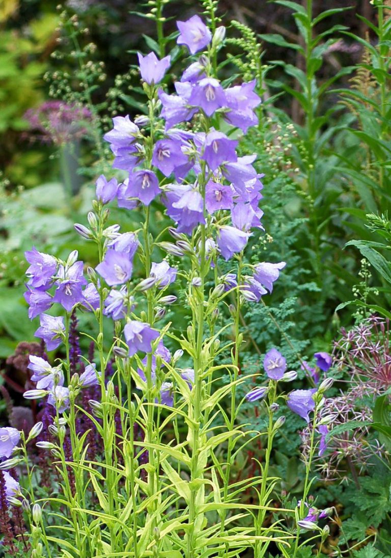CAMPANULA ‘Blue Eyed Blonde’ (persicifolia) PP19883 Campanule à feuilles de pêcher Peach CAMPANULA ‘Blue Eyed Blonde’ (persicifolia) PP19883 Campanule à feuilles de pêcher Peach