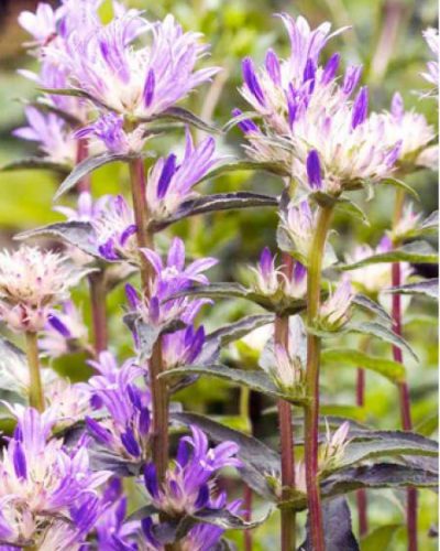 fleurs en forme de clochette bleu violacé pâle et blanche Archives -  Jardins Michel Corbeil