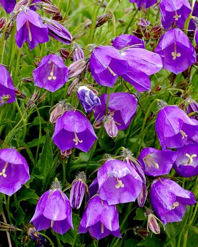 fleurs en clochette à corolle violette Archives - Jardins Michel Corbeil