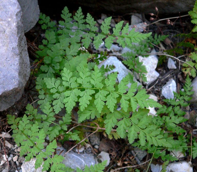 CYSTOPTERIS fragilis Cystoptère fragile Brittle bladderfern