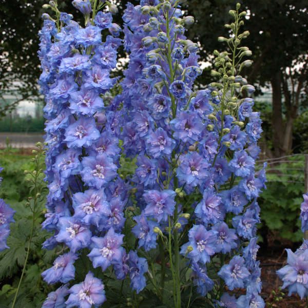 Delphinium ‘blue Lace Elatum Pied Dalouette Larkspur Jardins Michel Corbeil 6733