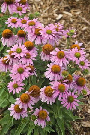 ECHINACEA ‘Little Annie’ (purpurea) PPAF – Échinacée – Coneflower