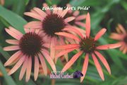 ECHINACEA ‘Orange Meadowbrite’™ ( ‘Art’s Pride’ ) – Échinacée – Coneflower