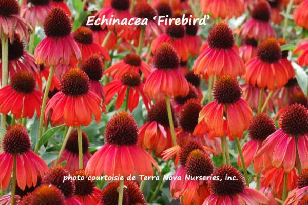 Echinacea Firebird