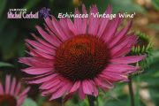 Echinacea ‘Vintage Wine’ (purpurea) – Échinacée – Coneflower