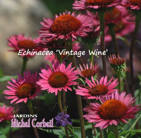 Echinacea ‘Vintage Wine’ (purpurea) – Échinacée – Coneflower