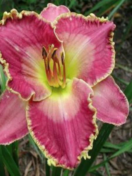 Hemerocallis david kirchhoff