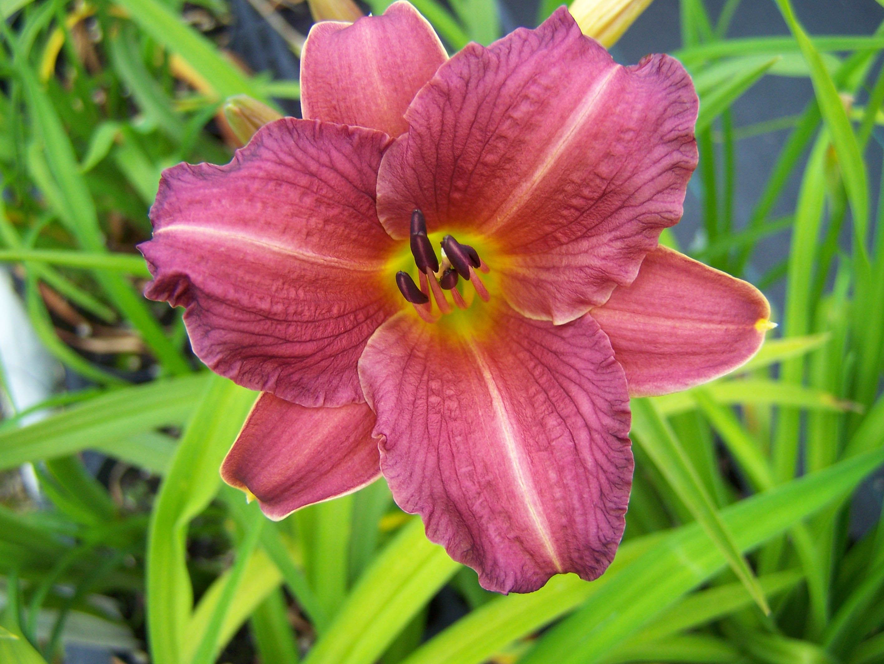 HEMEROCALLIS ‘Little Wine Cup’ – Lis d’un jour – Daylily - Jardins