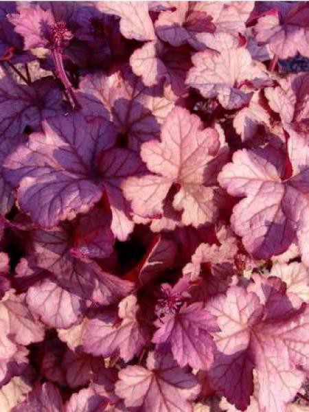 HEUCHERA ‘Pinot Gris’ – Heuchère – Coral Bells - Jardins Michel Corbeil
